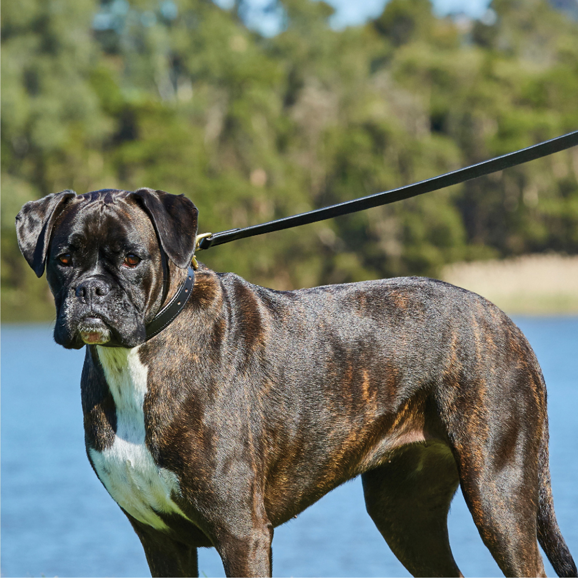 Weatherbeeta Padded Leather Dog Collar 1001696 - Black